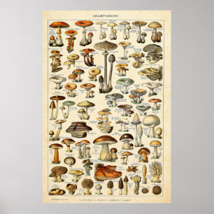 Vintage 1909 Mushrooms Art by Adolphe Millot Poster