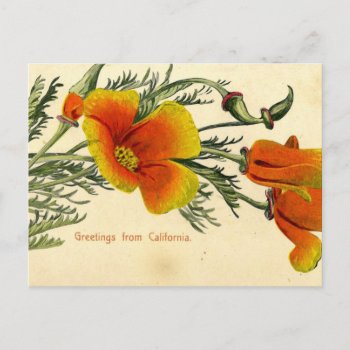 Vintage  1910  Greetings From California Postcard by Virginia5050 at Zazzle