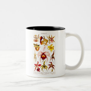 Vintage 1911 Orchid Flower Flowers Illustration Two-Tone Coffee Mug