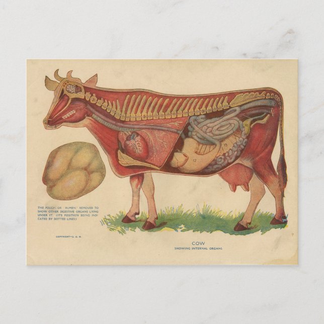 Vintage 1912 Cow Anatomy Illustration Postcard (Front)