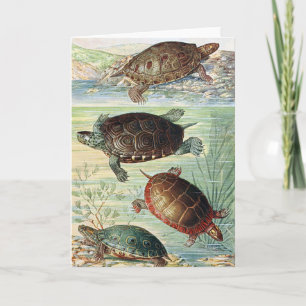 Vintage 1920 Book Water Turtles Illustration Card