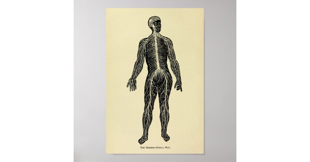 Vintage 1920 Nervous System Anatomy Art Print | Zazzle