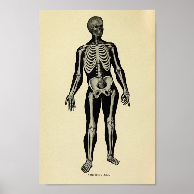 Vintage 1920 Skeleton Anatomy Art Print (Front)