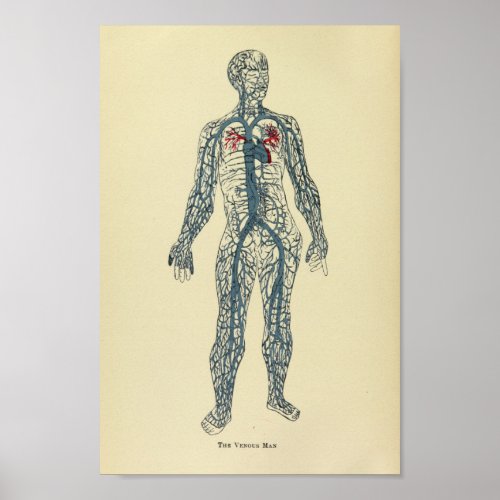 Vintage 1920 Veins Anatomy Art Print