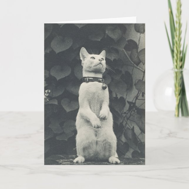 Vintage 19th Century Cat Photograph Blank Card (Front)
