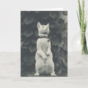 Vintage 19th Century Cat Photograph Blank Card