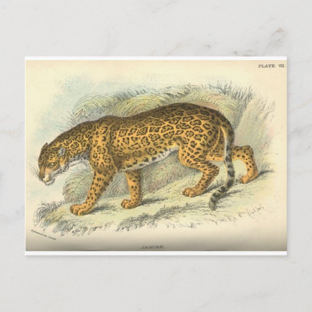 vintage 19th century jaguar illustration postcard (Front)