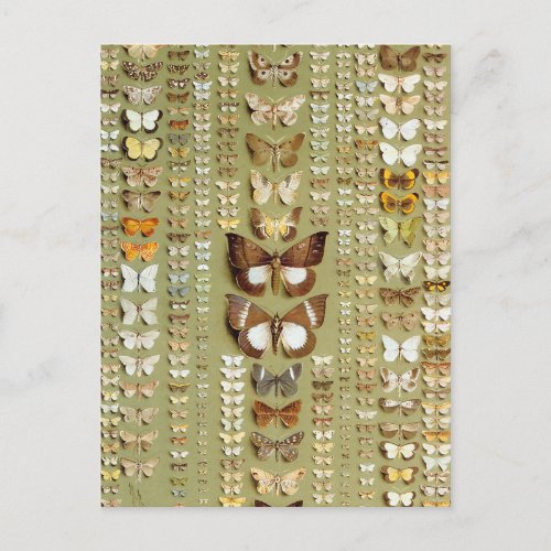 Vintage 374 moths of New Guinea Postcard