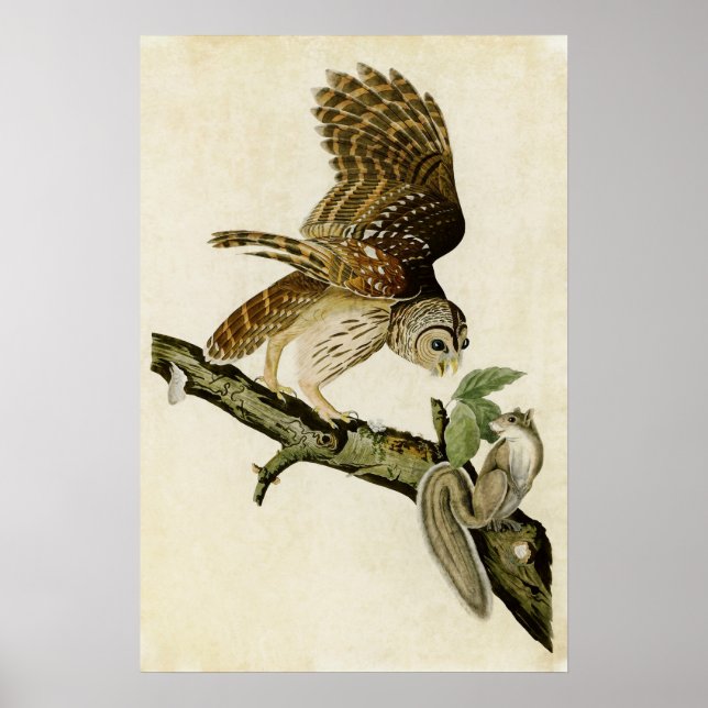 Vintage 46 | Barred Owl | Birds of America Poster (Front)