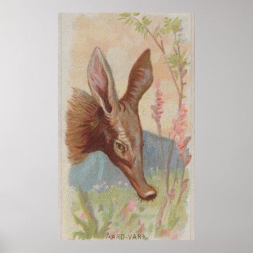 Vintage Aardvark Illustration 1888 Poster