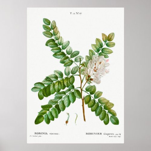 Vintage Acacia Illustration Poster