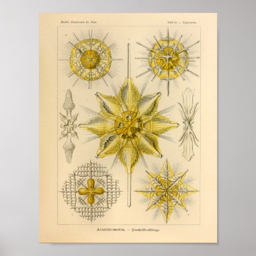 Vintage Acanthometra Color Ernst Haeckel Print