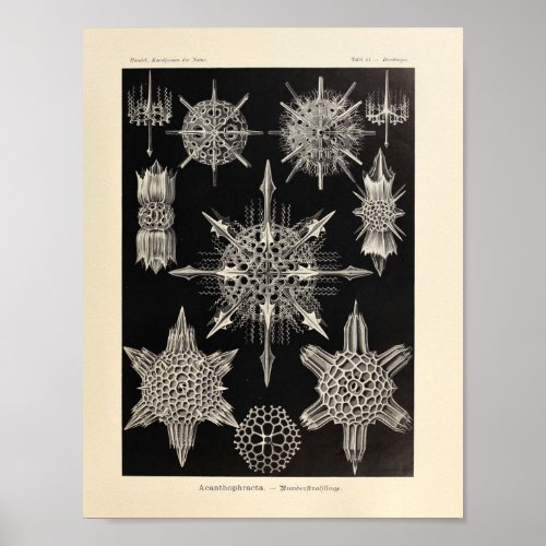 Vintage Acanthophracta Color Ernst Haeckel Print