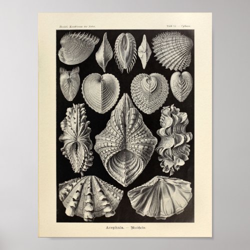 Vintage Acephala Ernst Haeckel Art Print