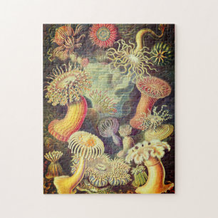 Vintage Actiniae Puzzle by Ernst Haeckel