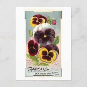Vintage Ad for Ferry & Co. Pansy Seeds Postcard