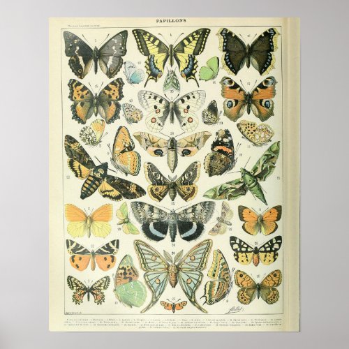 Vintage Adolphe Millot Print Butterflies Pattern_A