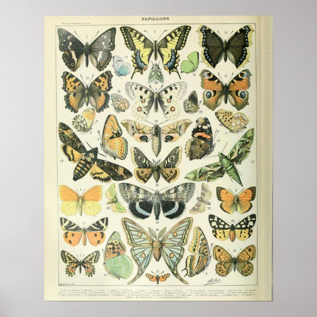 Vintage Adolphe Millot Print Butterflies Pattern-A (Front)