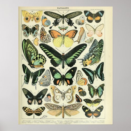 Vintage Adolphe Millot Print Butterflies Pattern_B