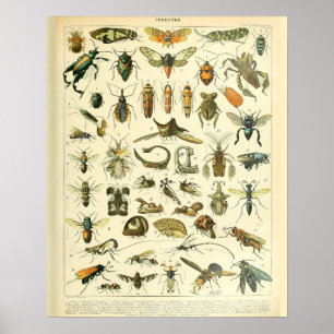 Vintage Adolphe Millot Print Insects Pattern-B