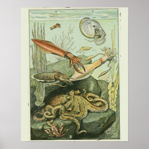 Vintage Adolphe Millot Print molluscs Pattern