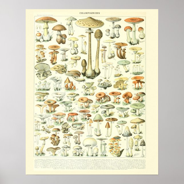 Vintage Adolphe Millot Print Mushrooms Poster 2 (Front)