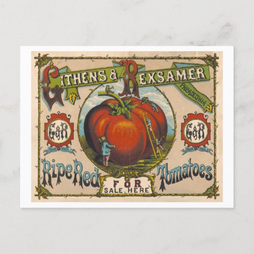 Vintage Advertisement for Ripe Red Tomatoes Postcard