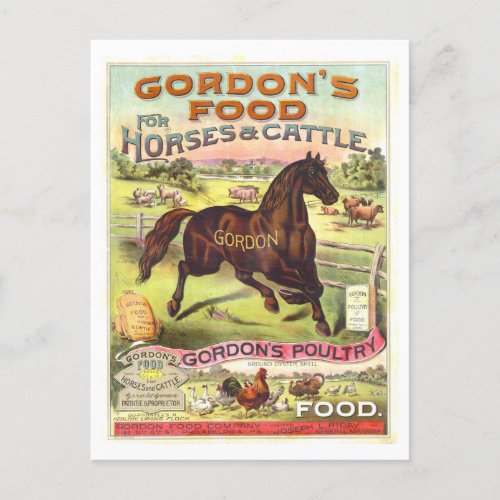 Vintage Advertisement Gordons Food for Horses Postcard