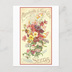 Vintage Advertisement Mandeville Flower Seeds Postcard