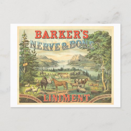Vintage Advertisement Patent Medicine for Horses Postcard