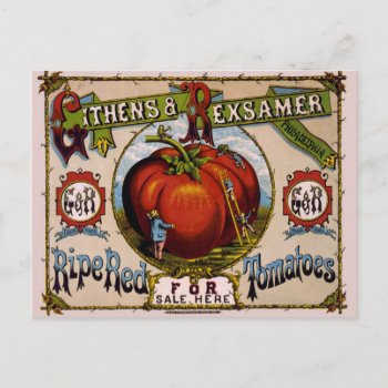 Vintage Advertisement Ripe Red Tomatoes Postcard by BluePress at Zazzle