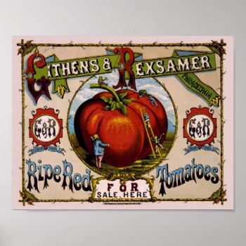 Vintage Advertisement Ripe Red Tomatoes Poster by BluePress at Zazzle