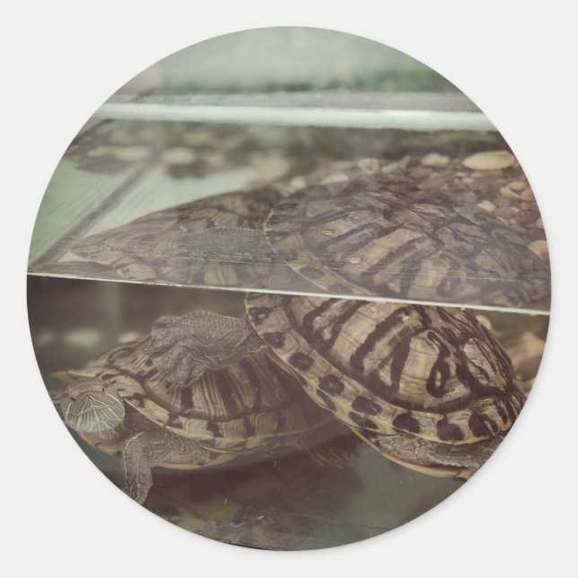 Vintage Aesthetic Turtle Reflection Sticker (Front)