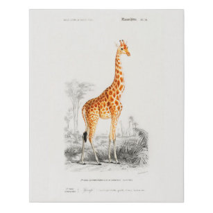 Vintage African Giraffe Safari Wild Animal French  Faux Canvas Print