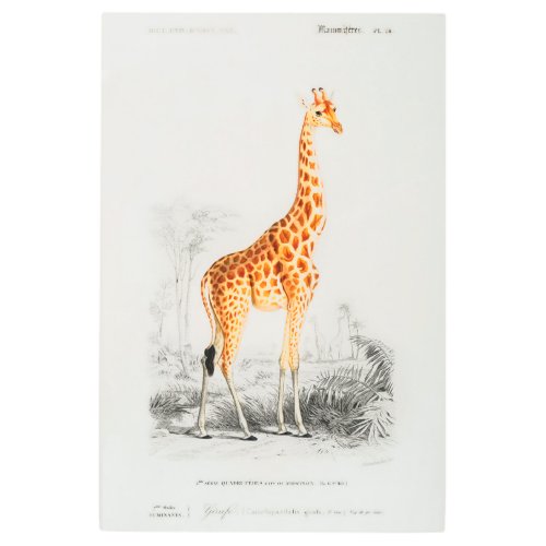 Vintage African Giraffe Safari Wild Animal French  Metal Print