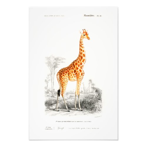 Vintage African Giraffe Safari Wild Animal French  Photo Print
