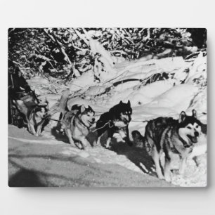 Vintage Alaska eskimo Malamute sled racing 1970 Plaque