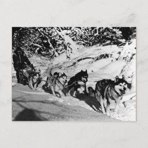 Vintage Alaska eskimo Malamute sled racing Postcard