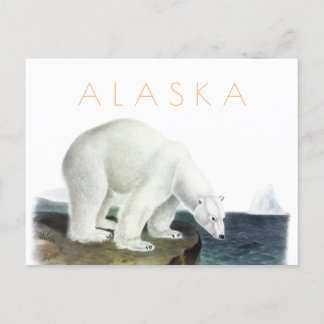 Vintage Alaska travel postcard polar bear mid cent