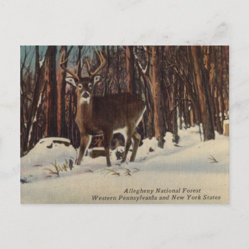Vintage Allegheny National Forest Pennsylvania Postcard