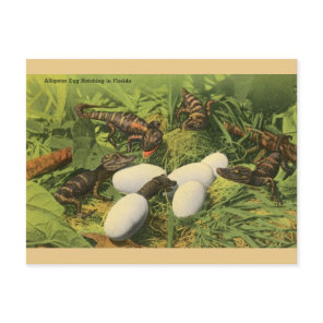 Vintage Alligator Egg Hatching in Florida Postcard
