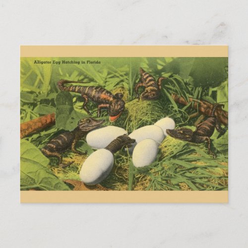 Vintage Alligator Egg Hatching in Florida Postcard