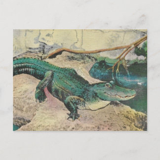 Vintage Alligator Illustration Postcard