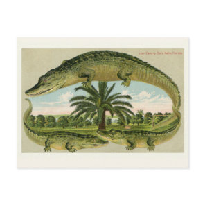 Vintage Alligator Postcard