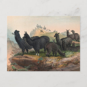 Vintage Alpacas 1861 Book Illustration Postcard