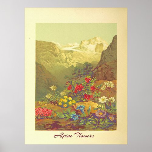 Vintage Alpine Flowers Art  Poster