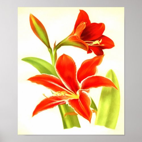 Vintage Amaryllis Flower Poster