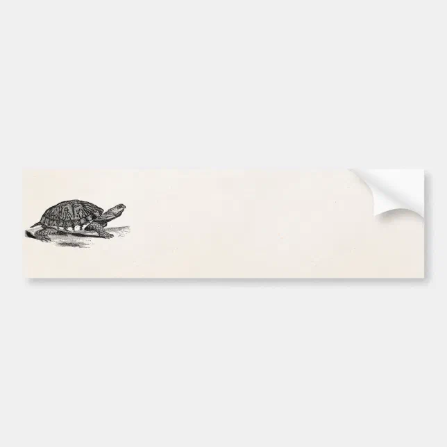 Vintage American Box Tortoise - Turtle Template Bumper Sticker | Zazzle