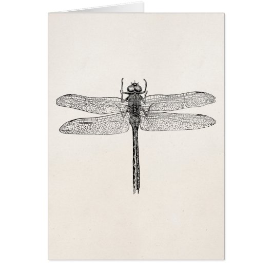Vintage American Dragonfly Dragon Fly Template (Front)