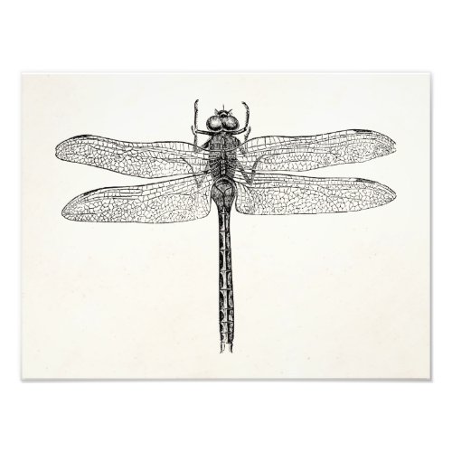 Vintage American Dragonfly Dragon Fly Template Photo Print